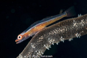 Wire coral Goby's (Bryaninops yongei) by Rudy Janssen 